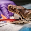 Zmija tokom operacije | Foto: Chester Zoo