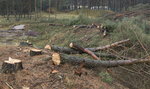 Koniec z samowolną wycinką drzew? Sejm zaostrzył przepisy