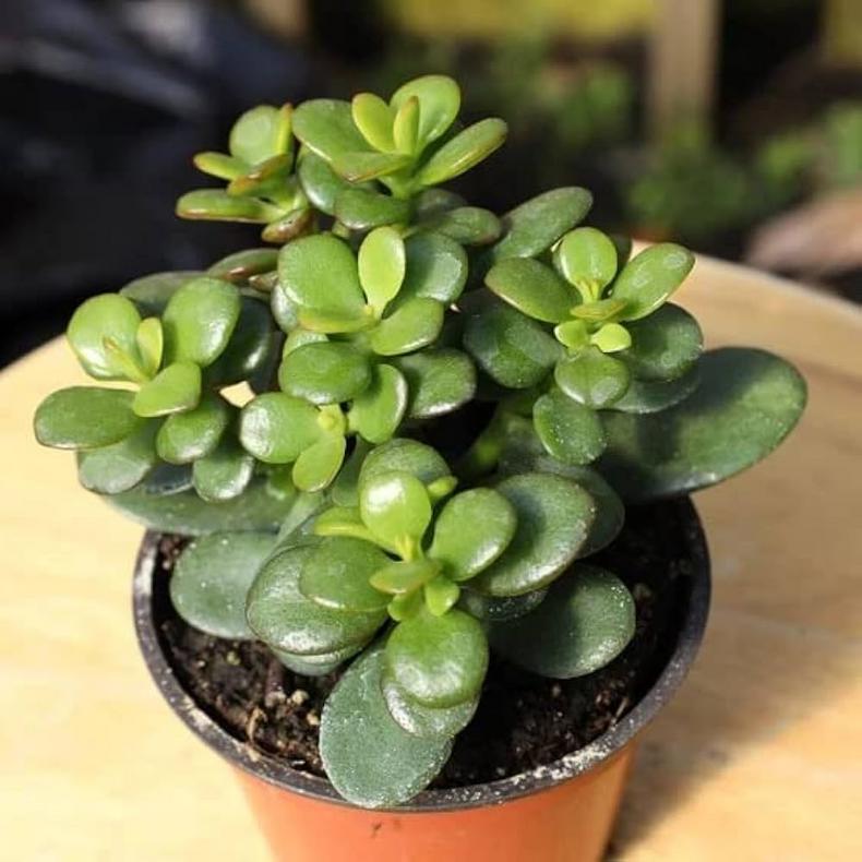 Jade plant [amazon]