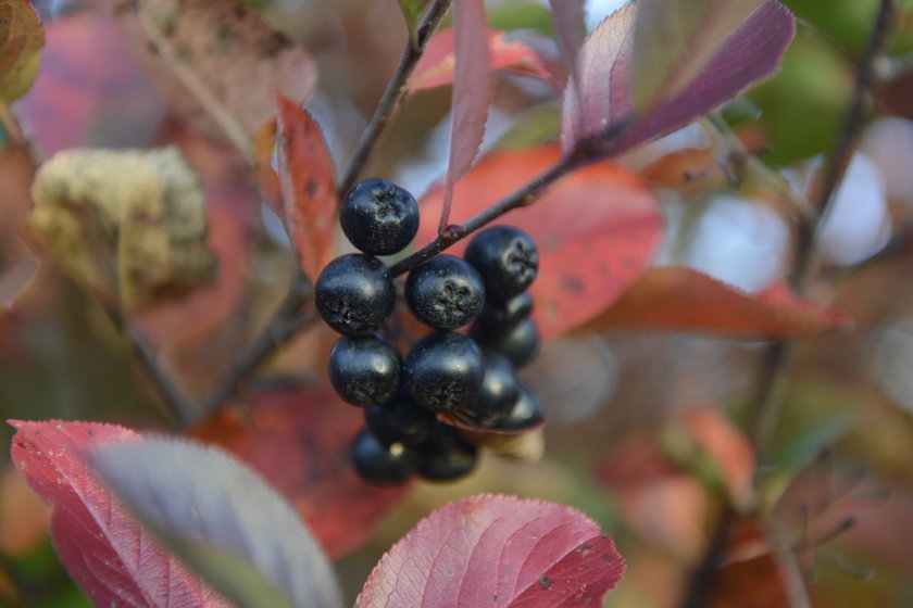 Zdrowa aronia