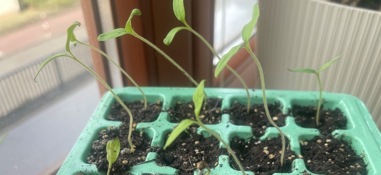 Jak uratować wybujałe sadzonki pomidorów? Tak sadź długie łodygi, żeby zbudowały potężny system korzeniowy
