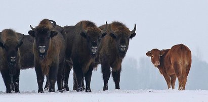 Krowa na gigancie zagraża żubrom!