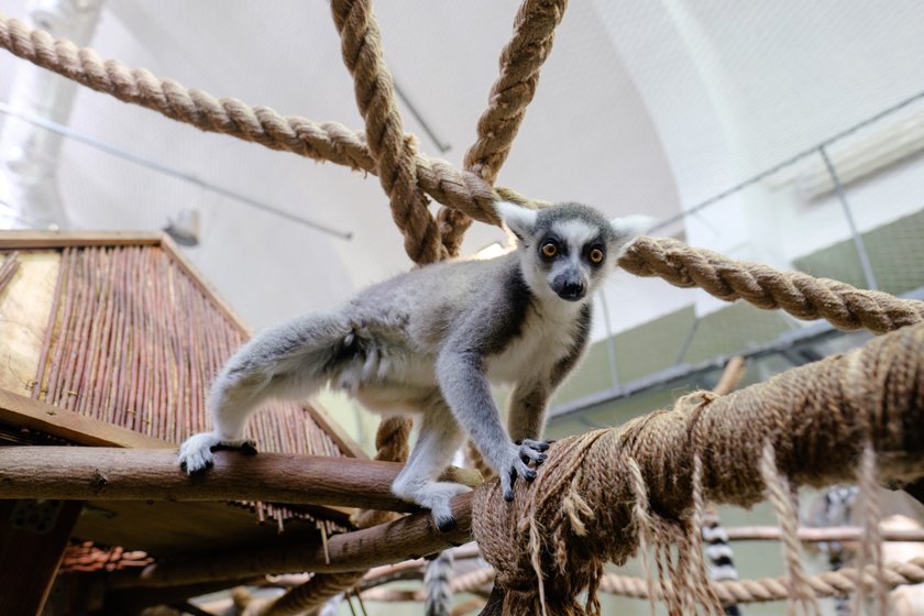 80 urodziny łódzkiego zoo