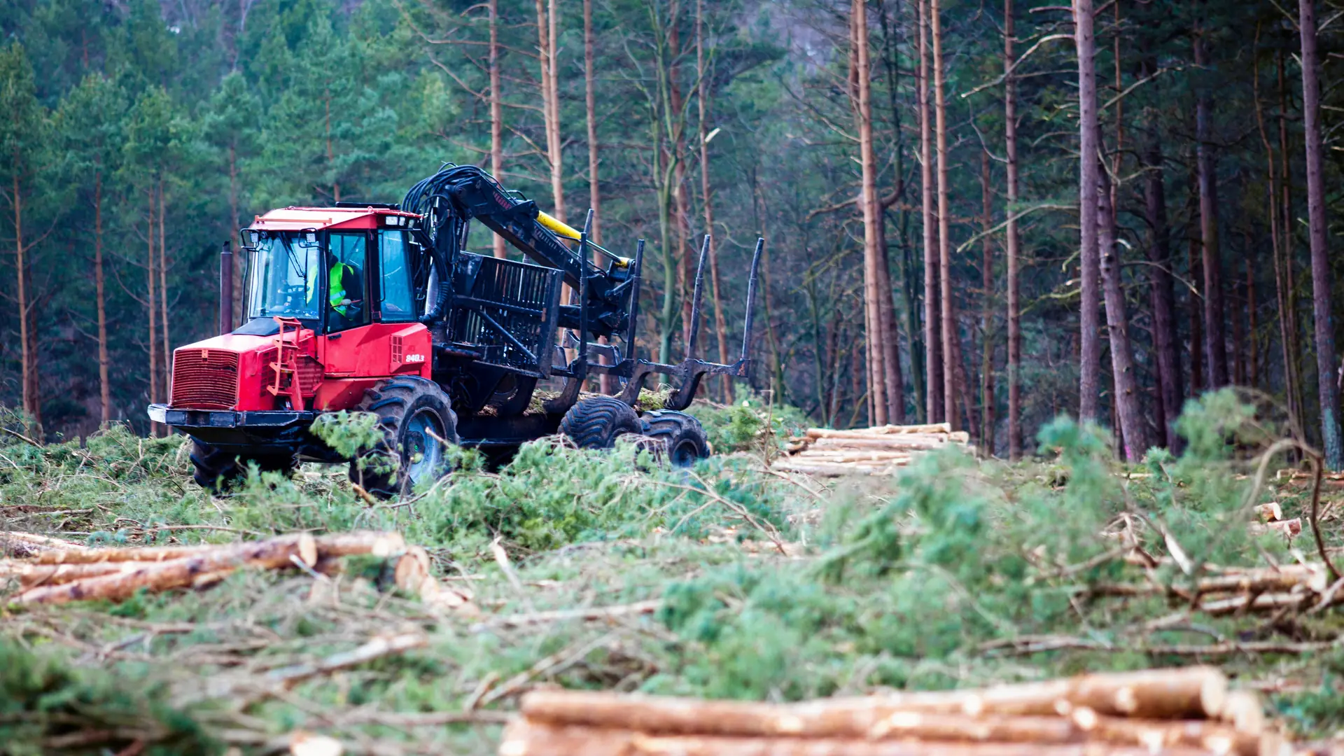 Trwa szokująca wycinka w Puszczy Karpackiej. "Mówimy o suszy, a jednocześnie tniemy na potęgę"