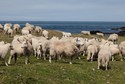 Bardsey Island