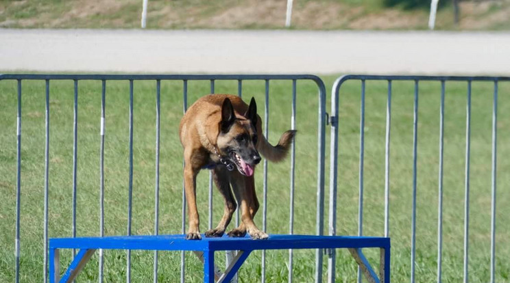  Újra kellett tanulni mindent a kutatókutyának, jövőre győzelmet vár gazdája