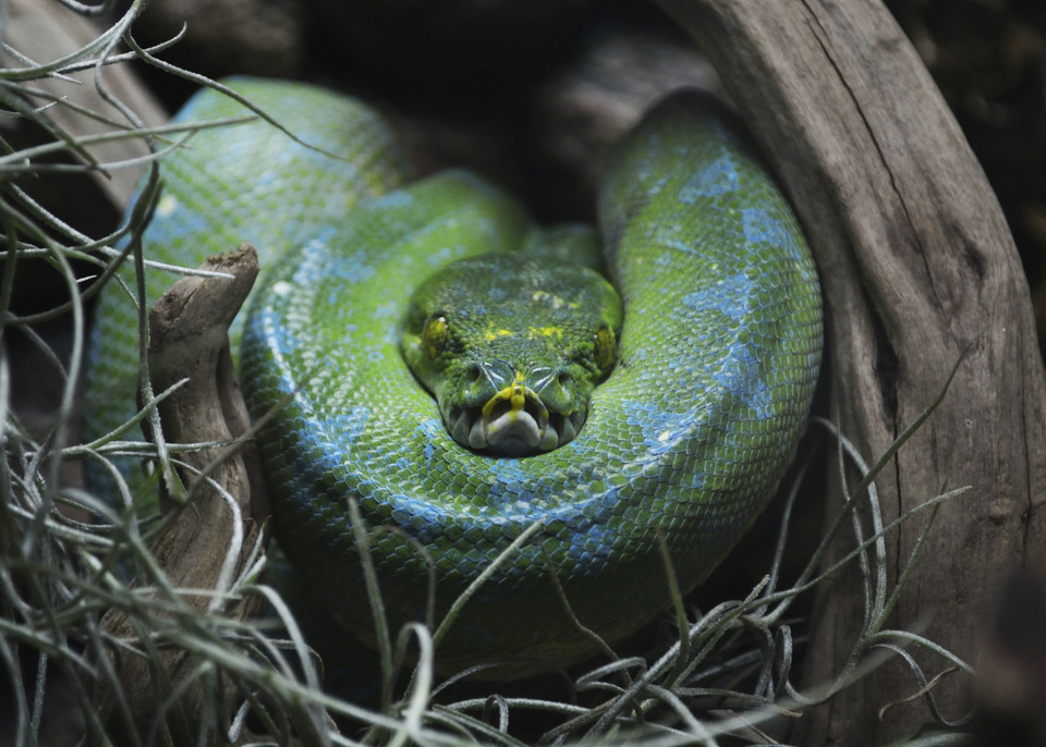 2. Strach przed wężami