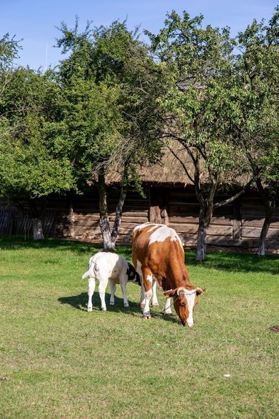 Skansen Wsi Kieleckiej w Tokarni