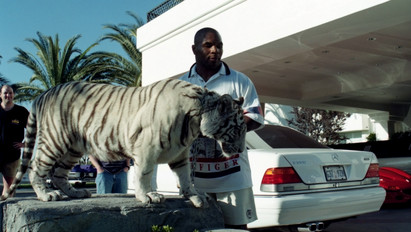 Tyson tigrise meg akarta enni a szomszédot