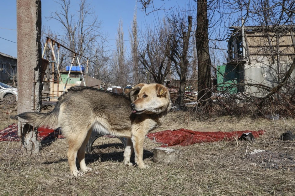 Pas lutalica u naselju Spartak u Donjecku 12. marta 2024.