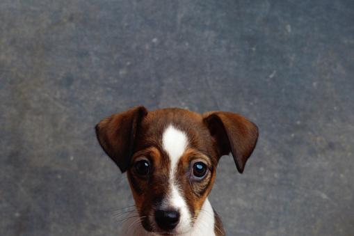 Jack Russell Terrier puppy sitting on wooden floor