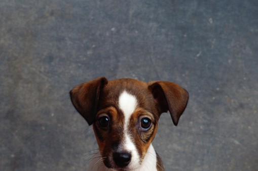 Jack Russell Terrier puppy sitting on wooden floor