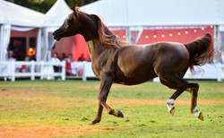 Wylicytował konie za milion euro i nie zapłacił. "Tak się nie zachowuje poważny klient"