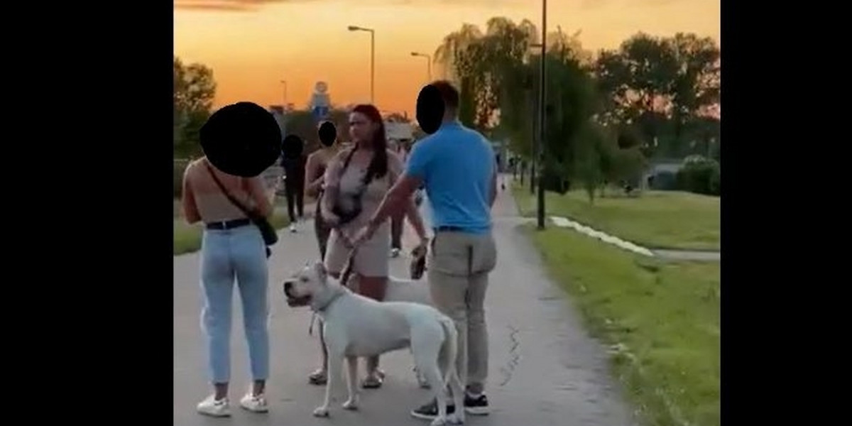 Policja poszukuje właścicielki psów, które zaatakowały mężczyznę na bulwarach wiślanych w Krakowie.
