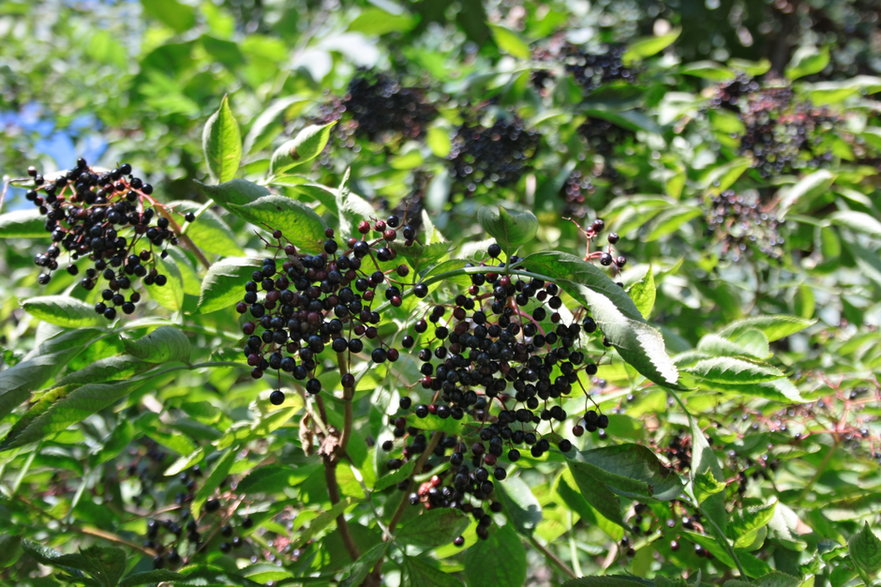 Owoce czarnego bzu - Monika/stock.adobe.com