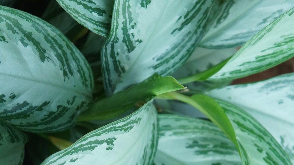 Aglaonema posiada bardzo efektowne liście - skymoon13/stock.adobe.com