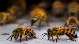 Jad pszczół może działać antynowotworowo i niszczyć komórki raka piersi. Będzie przełom?