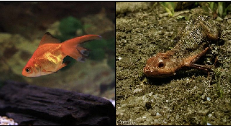 The photo on the left is the image participants were shown. On the right, is the image AI generated from human brain waves.Beyond the Brain study