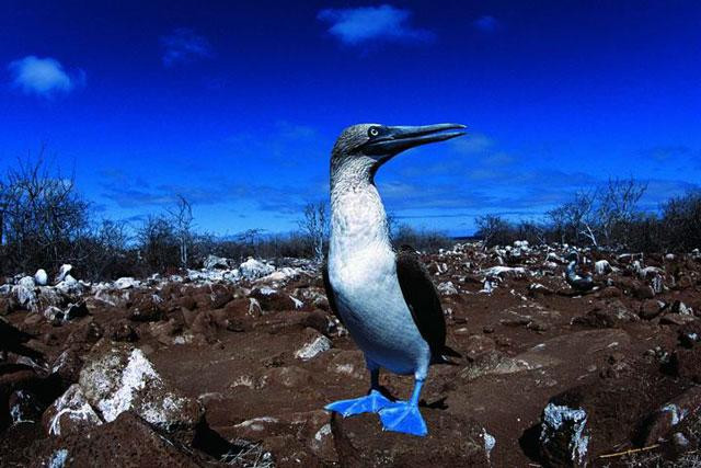 Galeria Ekwador - podwodny świat Wysp Galapagos, obrazek 7