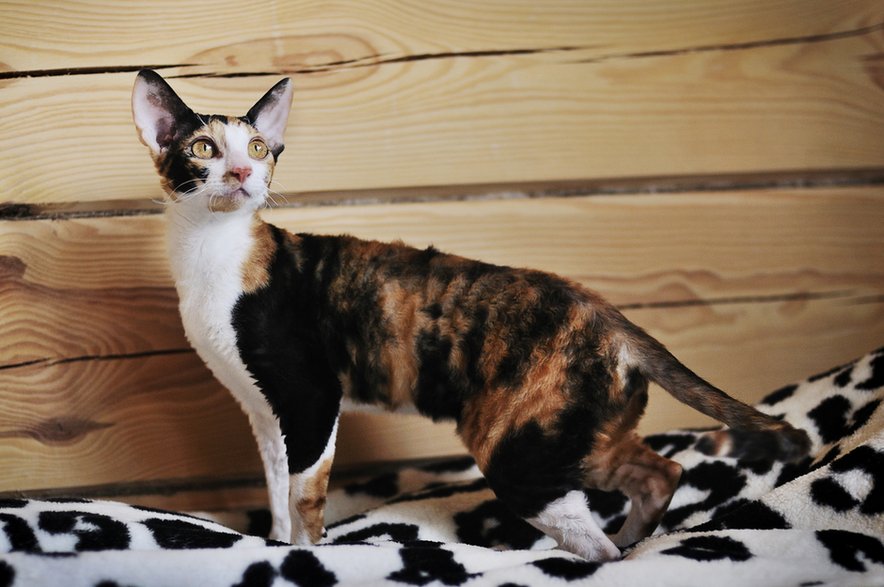 Rasa Devon Rex