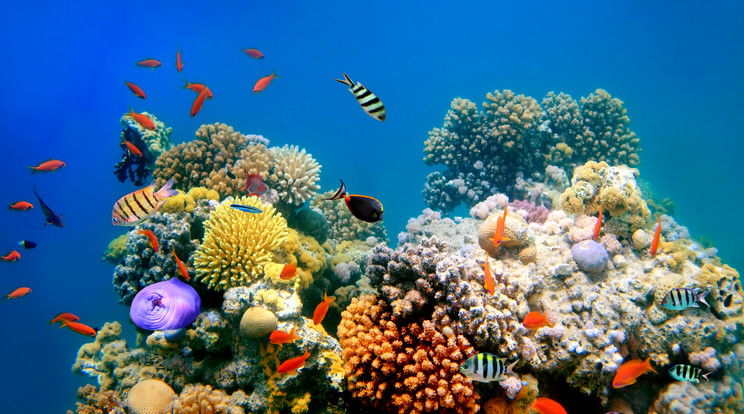 Trópusi korallzátony, amely számos életformának ad élőhelyet / Fotó: Getty Images