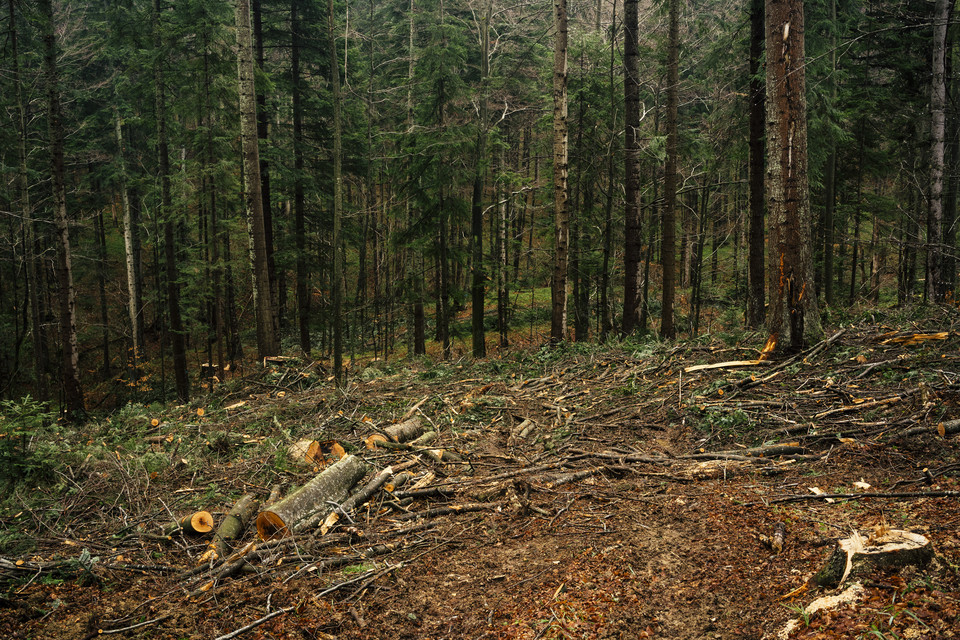 Wycinka starych lasów w Bieszczadach