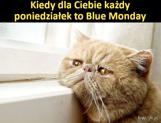 Poniedziałek — najlepsze memy