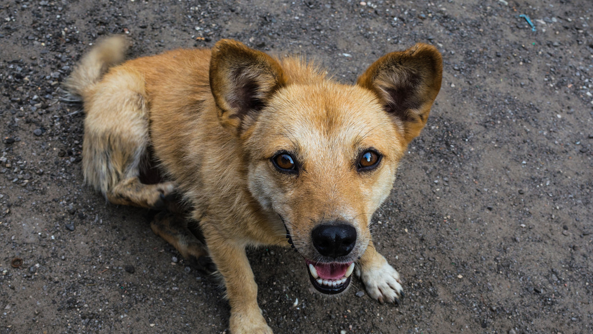 12-tygodniowa suczka Latte przebywała pod opieką fundacji Foothills Animal Rescue z Arizony, która zajmowała się bezdomnymi zwierzętami. Szczeniak, który ważył niespełna 5 kg został porwany przez sowę podczas nocnego spaceru. Nagle zniknął z oczu swojej opiekunce. W poszukiwania włączyli się sąsiedzi. Piesek odnalazł się po 12 godzinach na polu golfowym oddalonym o 20 km od miejsca zaginięcia.