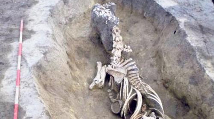 Mongol harcos lovát találták a sírban