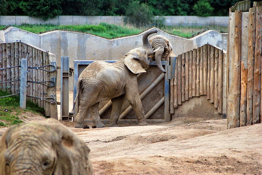 Słoń Yzik opuści poznańskie ZOO. Trafi do Włoch