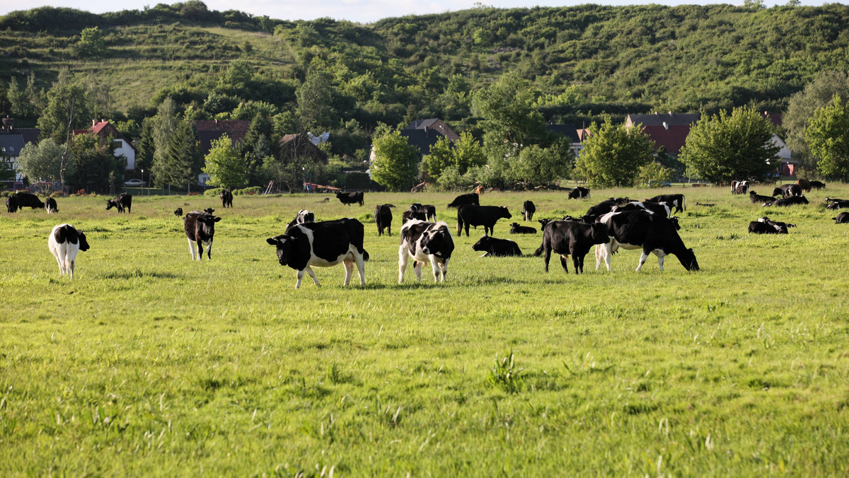 Sprawa wolnych krów z Deszczna. Aktywiści wciąż czuwają na miejscu