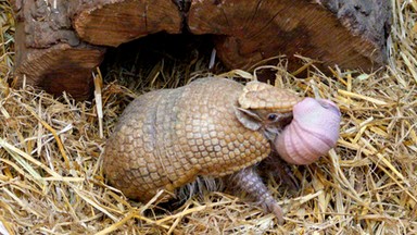 Nowy mieszkaniec wrocławskiego zoo