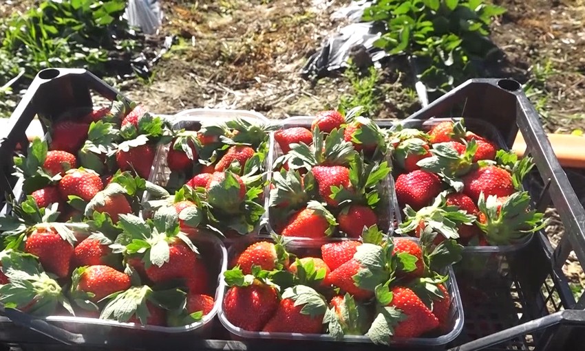 Jagode u oktobru rodile kao da je proleće