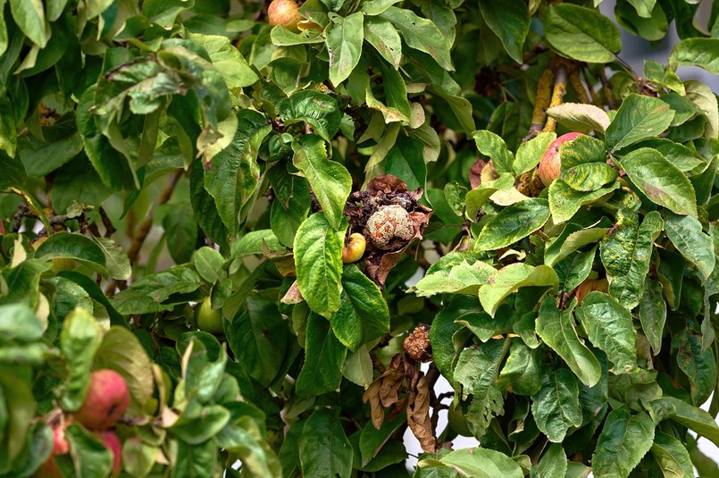 choroba jabłoni jabłonka grzyb parch