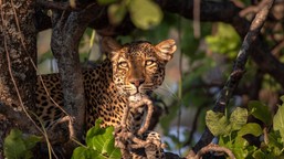 królestwo zwierząt kingdom serial przyrodniczy odcinek 4 gdzie oglądać