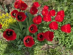 Kiedy sadzić tulipany do gruntu? W jakich odstępach? Jak głęboko sadzić tulipany?