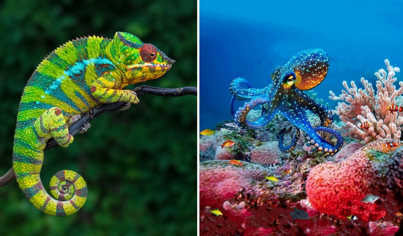 Quiz z Biologii kameleon ośmiornica