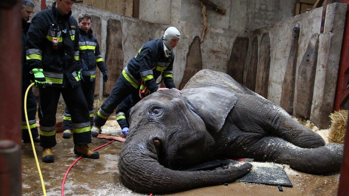 Interwencja strażaków w warszawskim ZOO. Pomogli najstarszej słonicy