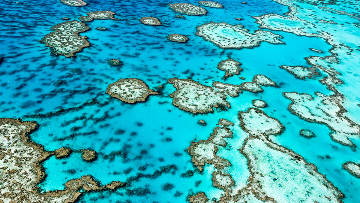 Naukowcy wpadli na pomysł, który być może pozwoli uratować Wielką Rafę Koralową w Australii. Ten wyjątkowy morski ekosystem wpisany na listę światowego dziedzictwa UNESCO jest zagrożony skutkami zmian klimatu. Szansą może być specjalna pływająca "osłona przeciwsłoneczna". Co ciekawe, pomysł ma związek z australijskimi banknotami...