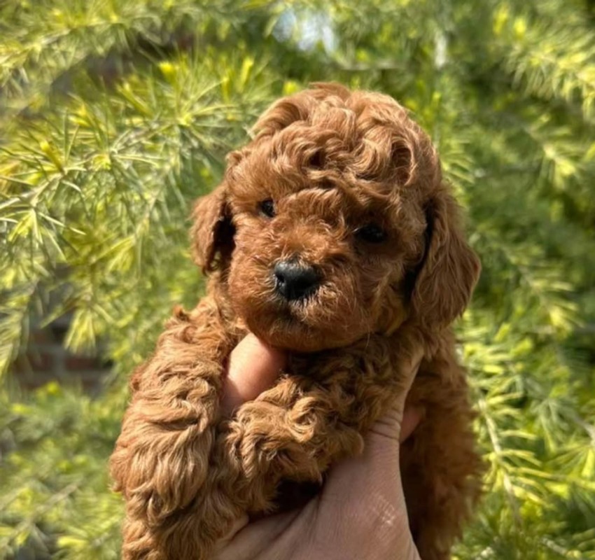 Jovana Jeremić uzela kućnog ljubimca