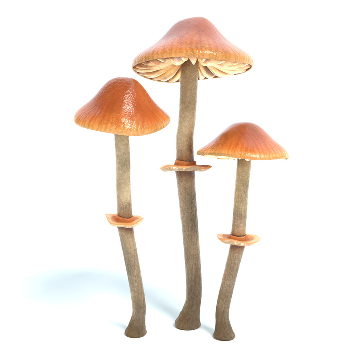 Stożkówka cienkotrzonowa (Conocybe filaris) / fot. abramsdesign, Shutterstock