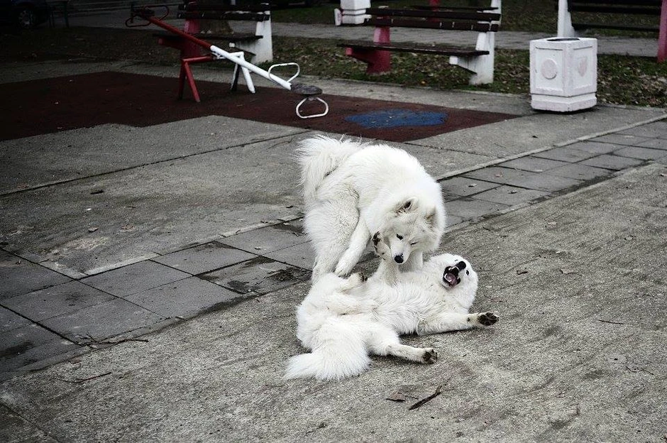 Nekoliko trenutaka strasti može da proizvede silne glavobolje