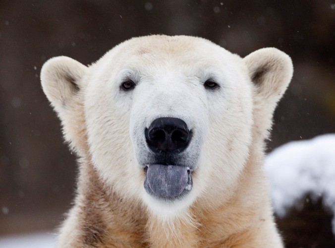 Knut pokazuje język fotoreporterowi w grudniu 2009 roku