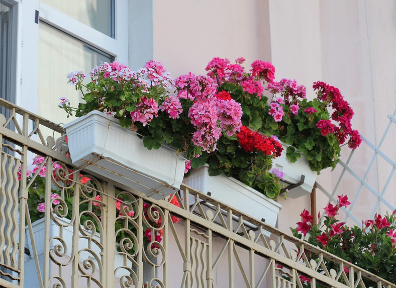 Pelargonia