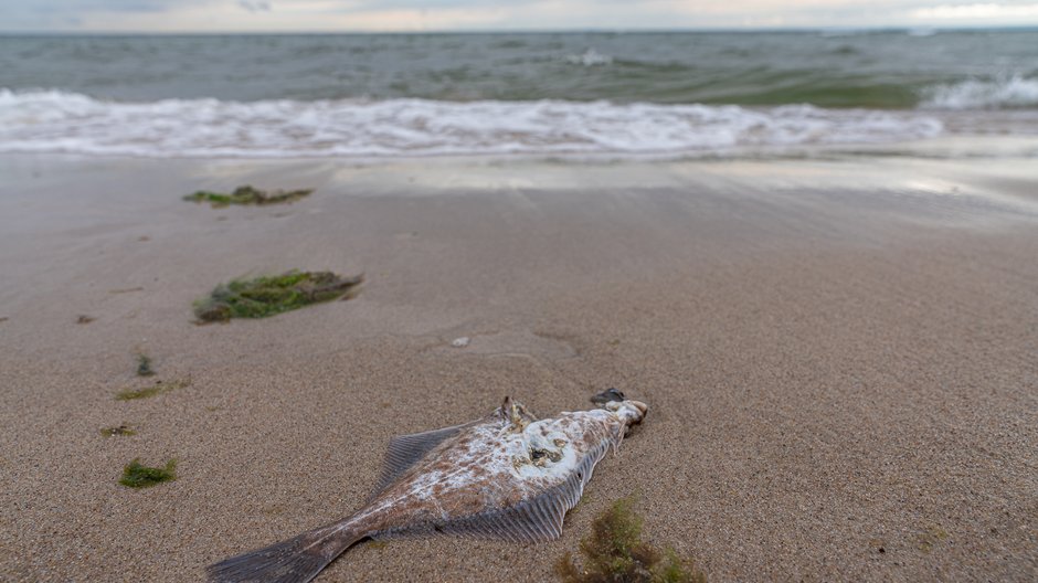 Bałtyk morze Bałtyckie plaża ryba ryby