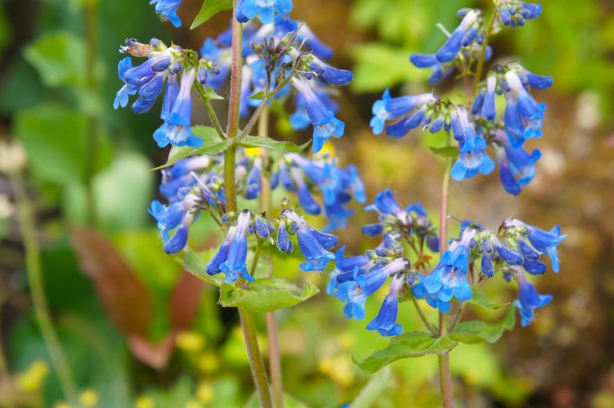 Penstemon -  skymoon13/stock.adobe.com