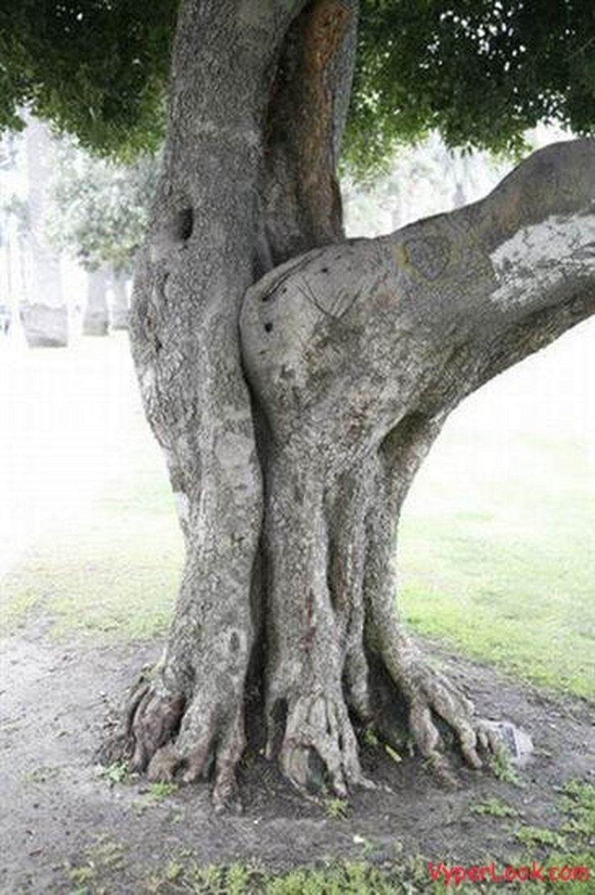 Смешные деревья