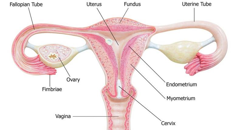 Lady reveals what angered her to get her Fallopian tubes removed to be childless forever