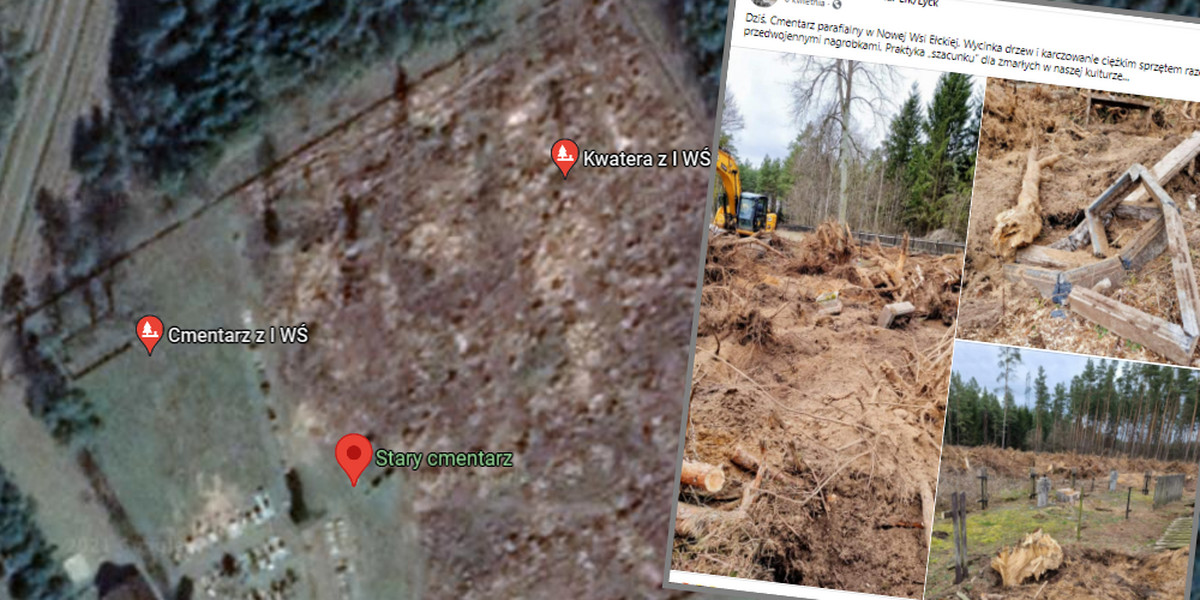 Urzędnicy w ustalaniu, ile drzew wycięto i jakich rozmiarów one były, skorzystali z pomocy dendrologów