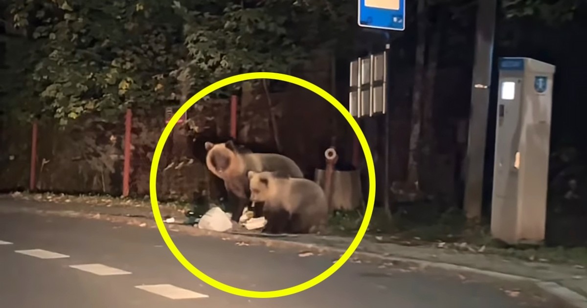 Niespodziewani goście na przystanku. Przyszli na czterech łapach